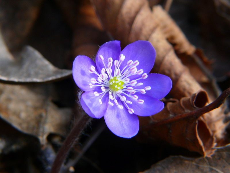 Hepatica nobilis / Erba trinit